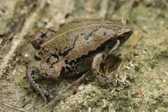 Hypopachus variolosus