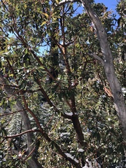 Arbutus arizonica