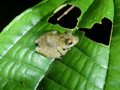 Pristimantis cerasinus