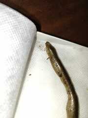 Chalcides striatus