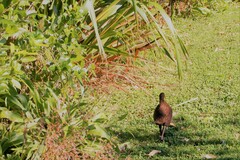 Gallirallus australis