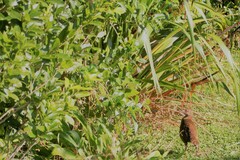 Gallirallus australis