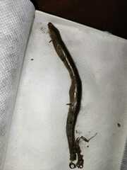 Chalcides striatus