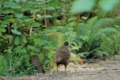 Gallirallus australis