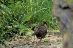 Gallirallus australis