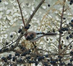 Carpodacus sibiricus