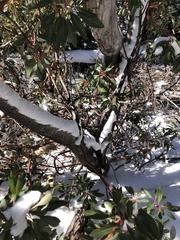Arbutus arizonica