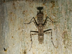Liturgusa