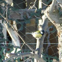 Parus major