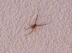 Latrodectus geometricus