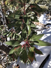 Arbutus arizonica