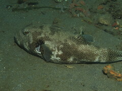 Arothron stellatus