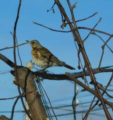 Turdus pilaris