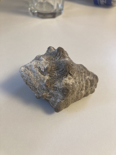 Volutella caestus