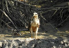 Buteogallus urubitinga