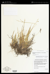 Dichanthelium linearifolium werneri