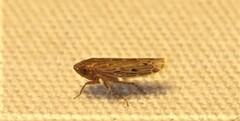 Deltocephalini