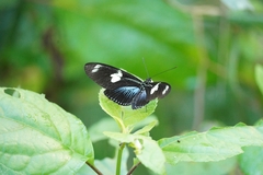 Heliconius doris