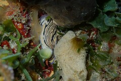 Hypselodoris maritima