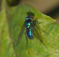 Condylostylus mundus