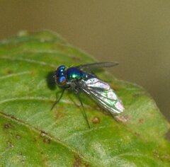 Condylostylus mundus