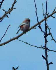 Carpodacus sibiricus