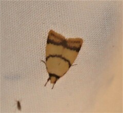 Heteroteucha translatella