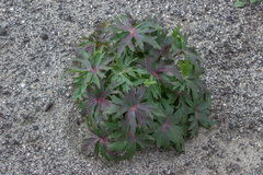 Delphinium cardinale