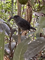 Cymbilaimus lineatus