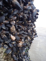 Brachidontes rodriguezii