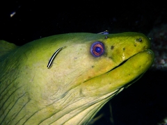 Gymnothorax funebris