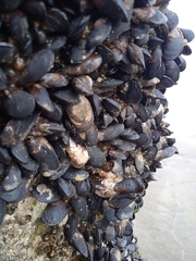 Brachidontes rodriguezii