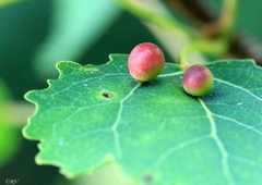 Harmandiola tremulae