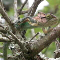 Bradypodion damaranum