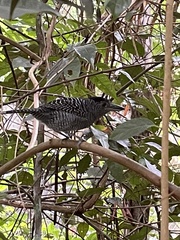 Cymbilaimus lineatus