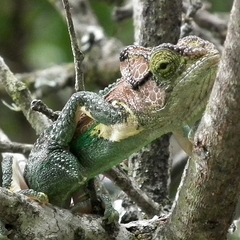 Bradypodion damaranum