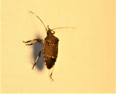 Oncocoris