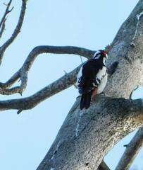 Dendrocopos major
