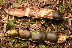 Wisteriopsis eurybotrya