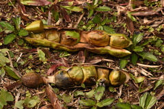 Wisteriopsis eurybotrya