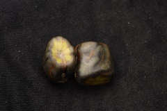 Wisteriopsis eurybotrya