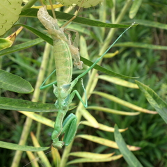 Polyspilota aeruginosa