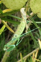 Polyspilota aeruginosa