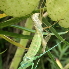 Polyspilota aeruginosa