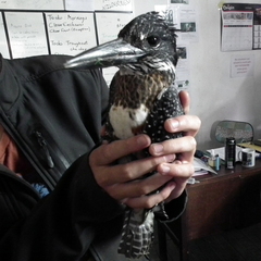 Megaceryle maxima maxima