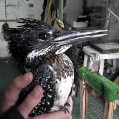 Megaceryle maxima maxima