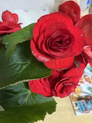 Begonia × tuberhybrida
