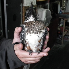 Megaceryle maxima maxima