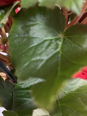 Begonia × tuberhybrida