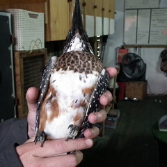 Megaceryle maxima maxima